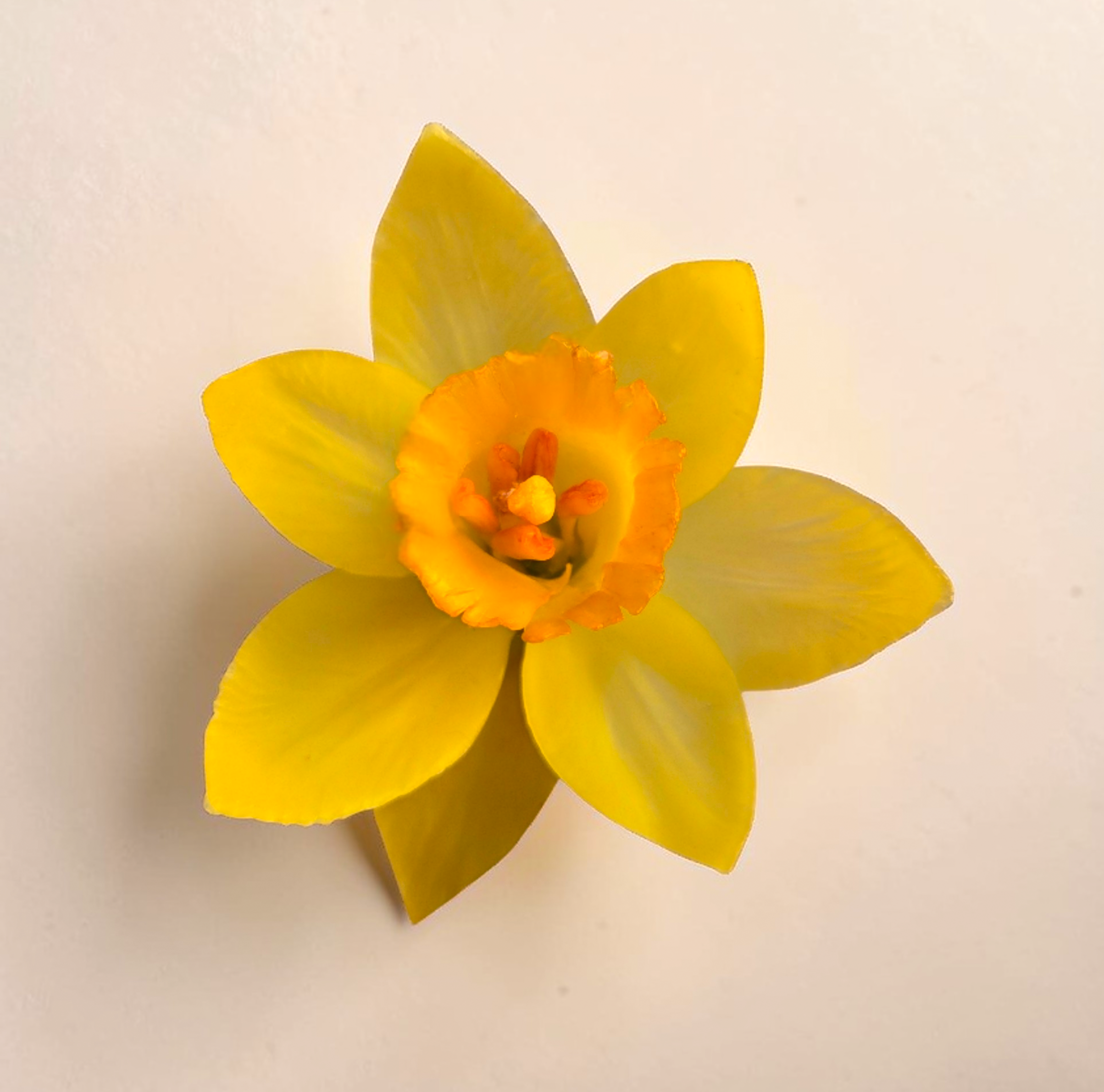 Foremki do wosku narcyz - obrazek 9